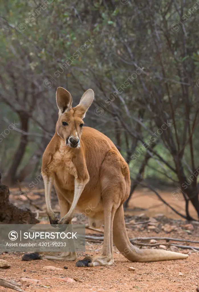 Red Kangaroo (Macropus rufus) male, Alice Springs Desert Park, Northern Territory, Australia