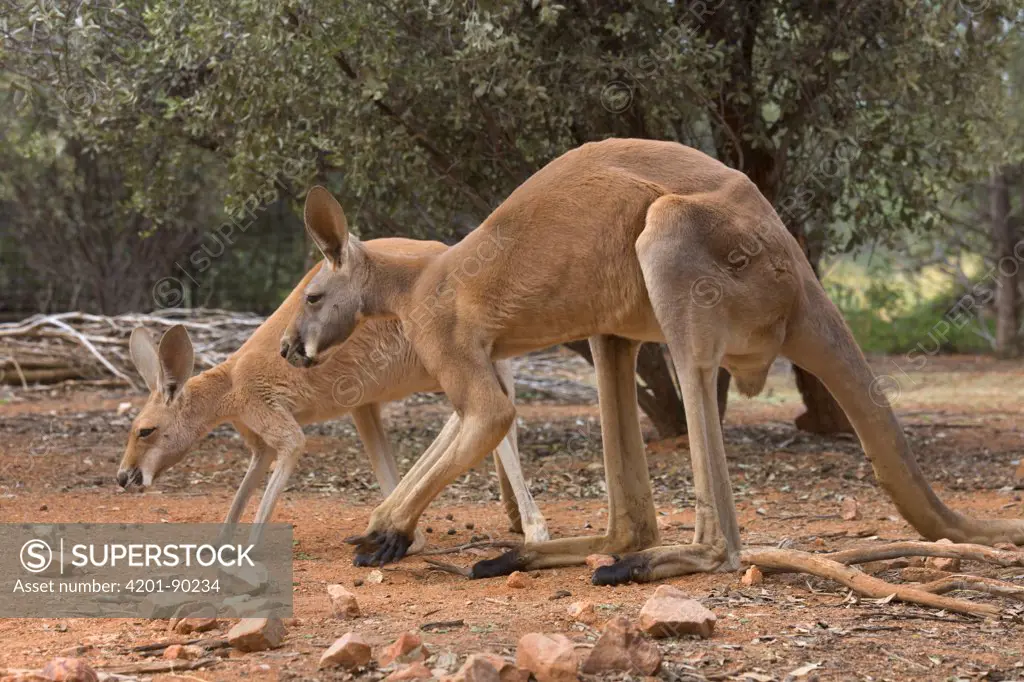 Red Kangaroo (Macropus rufus) male and smaller female, Alice Springs Desert Park, Northern Territory, Australia