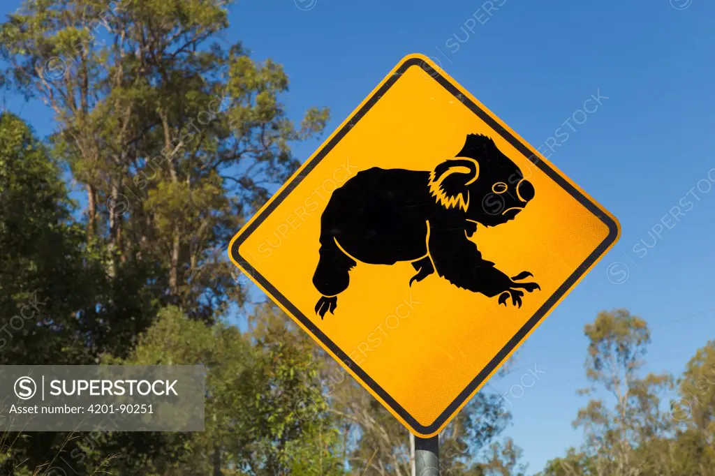 Koala (Phascolarctos cinereus) road sign warning motorists about Koalas crossing road in forest, Queensland, Australia