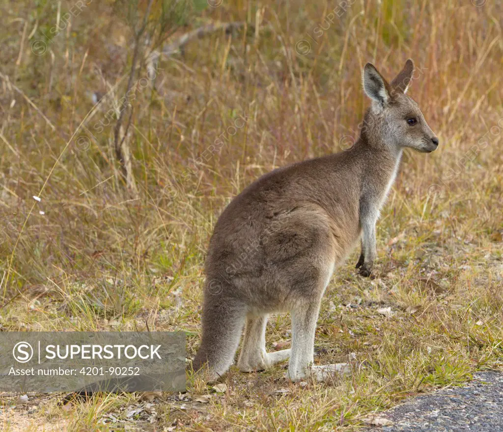 Eastern Grey Kangaroo (Macropus giganteus) joey, New South Wales, Australia