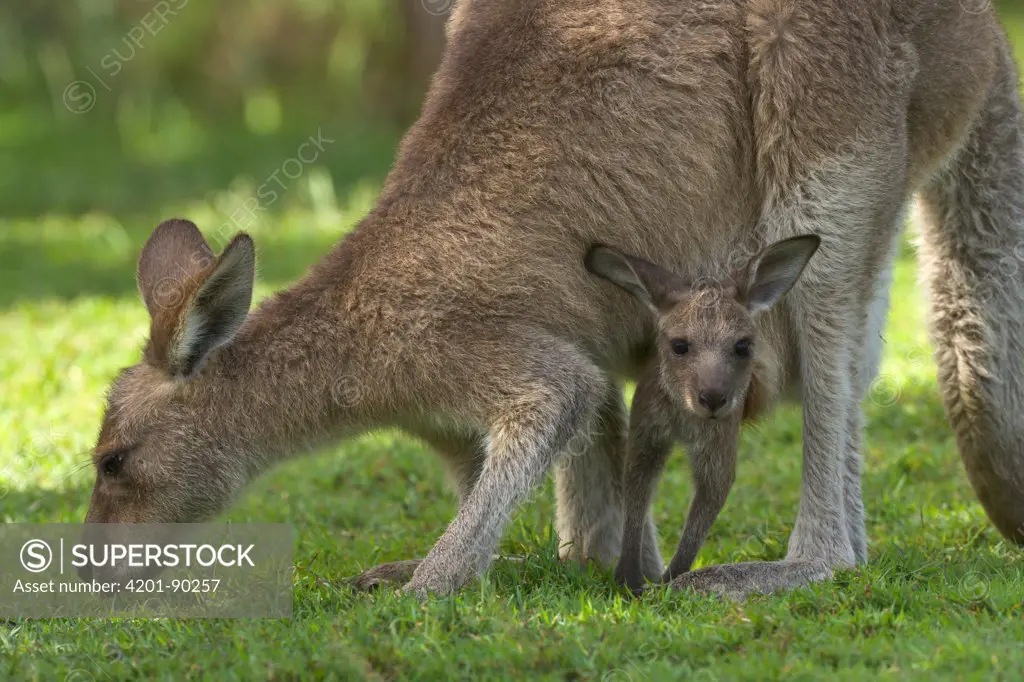 Eastern Grey Kangaroo (Macropus giganteus) female grazing with joey in her pouch, Yuraygir National Park, New South Wales, Australia