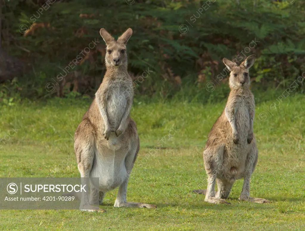 Eastern Grey Kangaroo (Macropus giganteus) female with one joey hidden in pouch and another standing nearby, Yuraygir National Park, New South Wales, Australia
