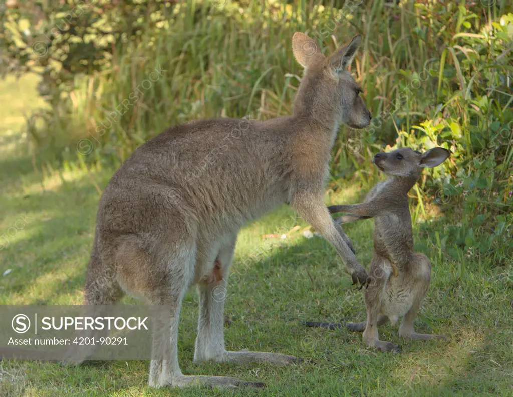 Eastern Grey Kangaroo (Macropus giganteus) female with joey, Yuraygir National Park, New South Wales, Australia. Sequence 1 of 4