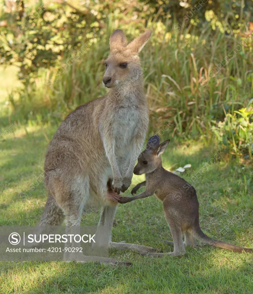 Eastern Grey Kangaroo (Macropus giganteus) female with joey investigating her pouch, Yuraygir National Park, New South Wales, Australia