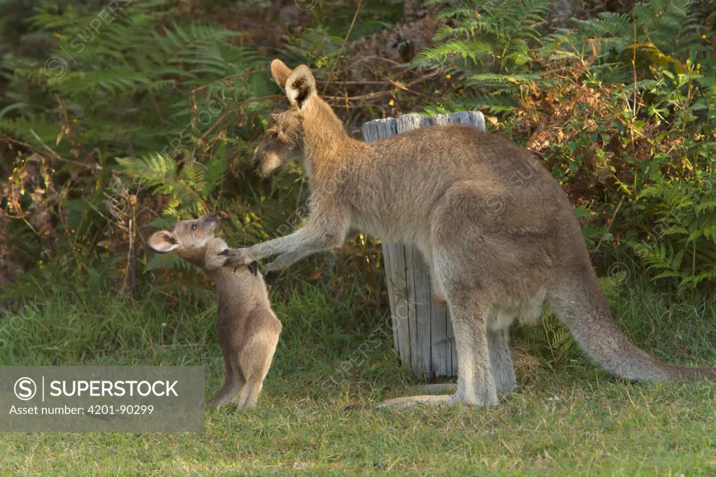 Eastern Grey Kangaroo (Macropus giganteus) female playing with joey, Yuraygir National Park, New South Wales, Australia