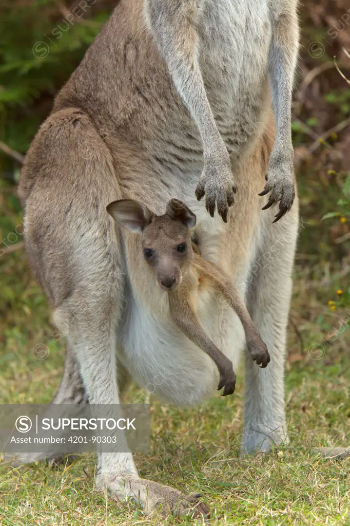 Eastern Grey Kangaroo (Macropus giganteus) female with joey in her pouch, Yuraygir National Park, New South Wales, Australia