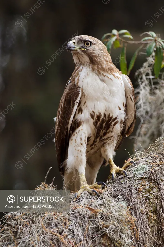 Red-tailed Hawk (Buteo jamaicensis), Little St. Simon's Island, Georgia