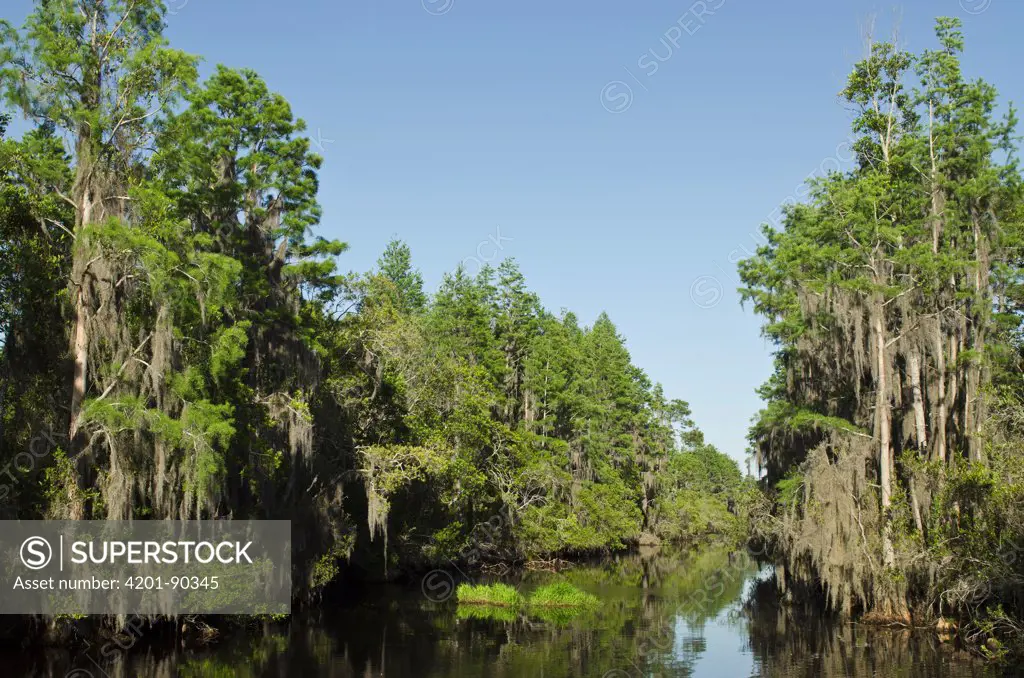 Bald Cypress (Taxodium distichum) trees lining the Suwannee Canal, Okefenokee National Wildlife Refuge, Florida