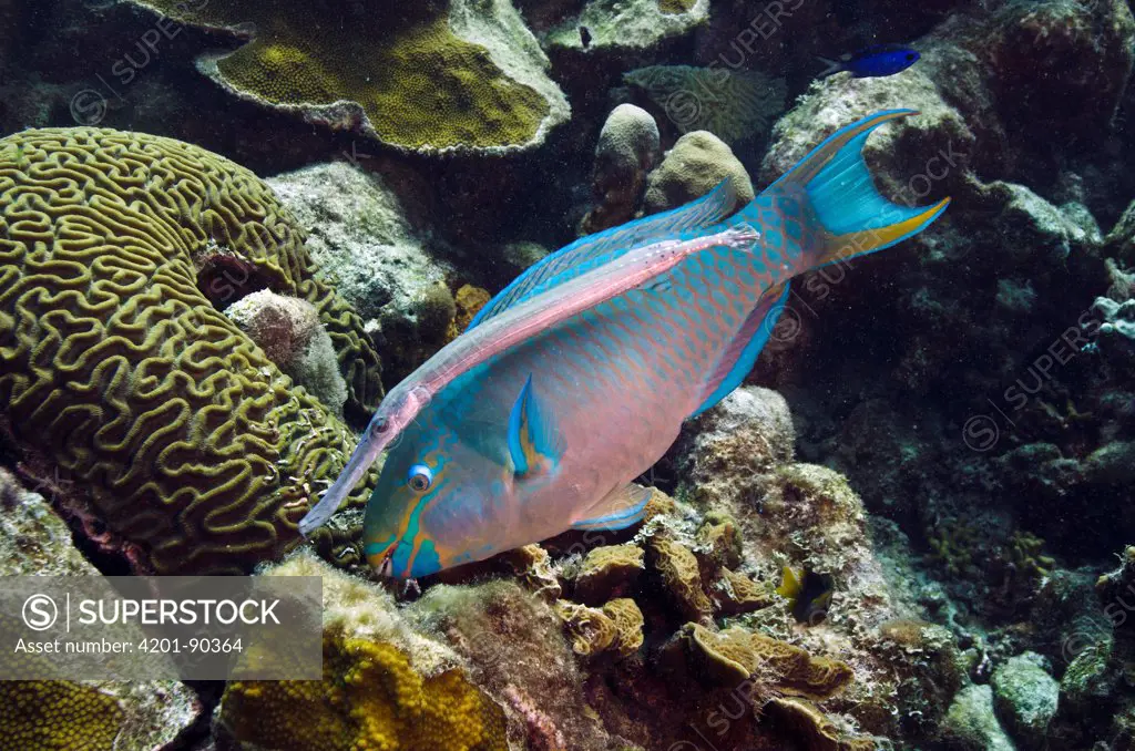 Queen Parrotfish (Scarus vetula) feeding on coral with Trumpetfish (Aulostomus maculatus) nearby waiting for scraps, Bonaire, Netherlands Antilles, Caribbean
