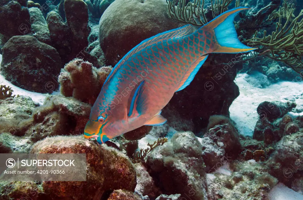 Queen Parrotfish (Scarus vetula) feeding on coral, Bonaire, Netherlands Antilles, Caribbean