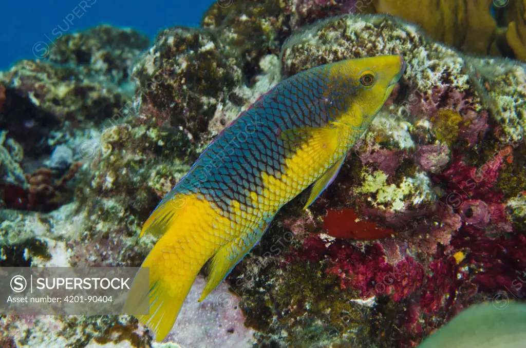 Spanish Hogfish (Bodianus rufus), Bonaire, Netherlands Antilles, Caribbean