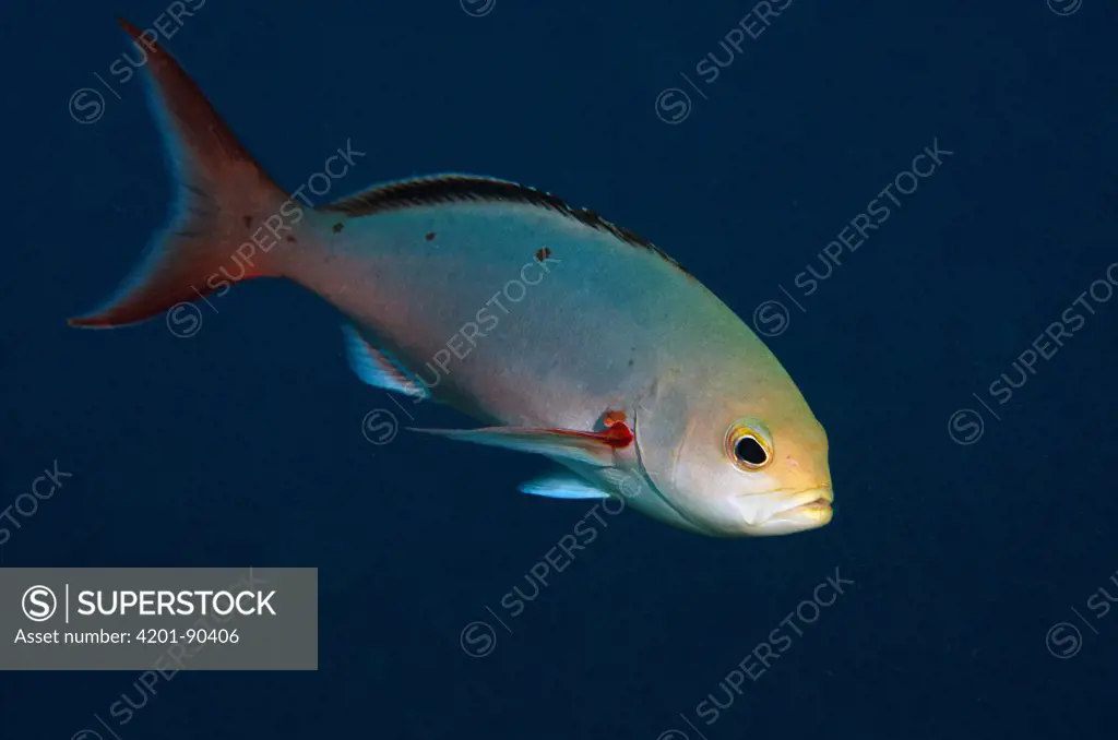 Creolefish (Paranthias furcifer), Bonaire, Netherlands Antilles, Caribbean