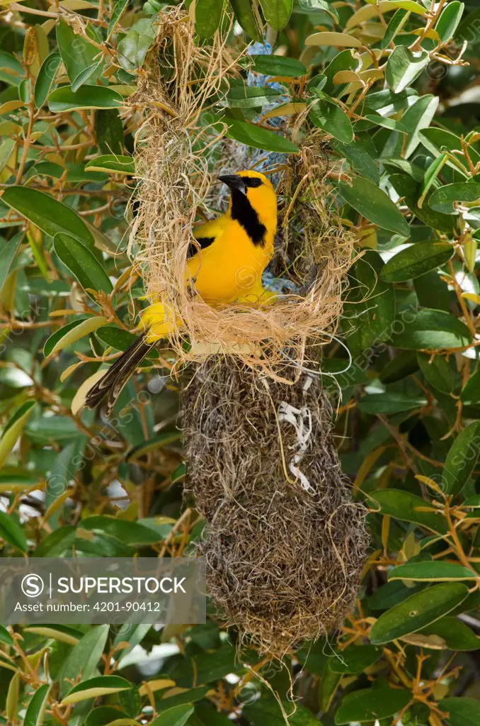 Yellow Oriole (Icterus nigrogularis) building nest, Bonaire, Netherlands Antilles, Caribbean