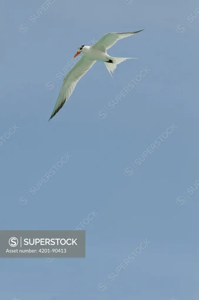 Royal Tern (Sterna maxima) flying, Bonaire, Netherlands Antilles, Caribbean