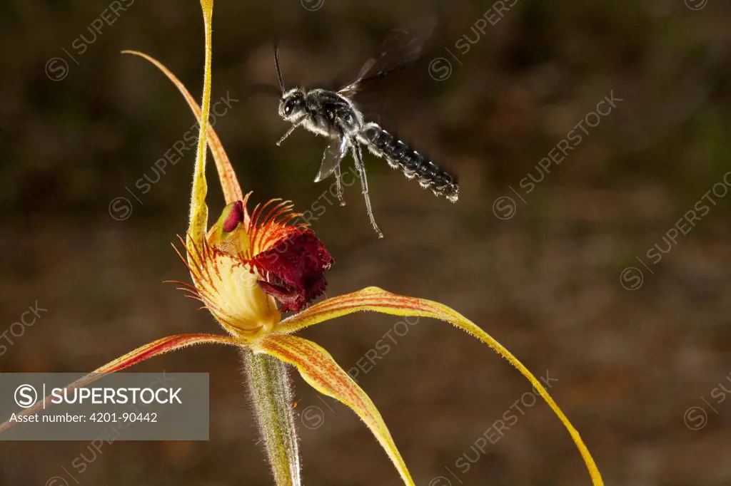 King Spider Orchid (Caladenia pectinata) being visited by male parasitic wasp pollinator which is attracted to the flower by faux female wasp pheromone, Australia