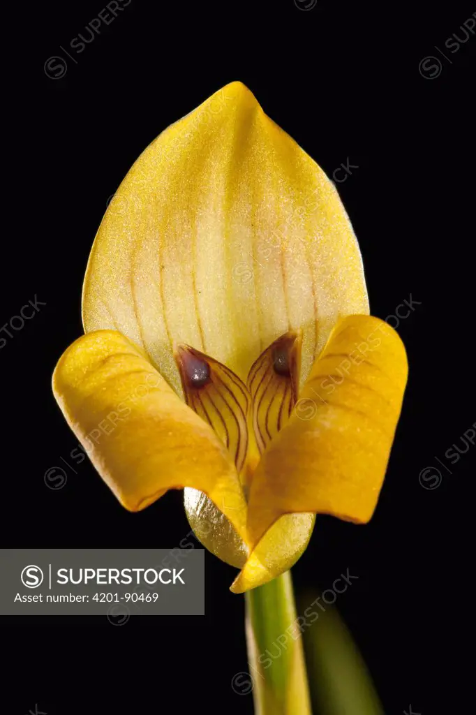 Orchid (Trigonidium egertonianum) flower, central Panama