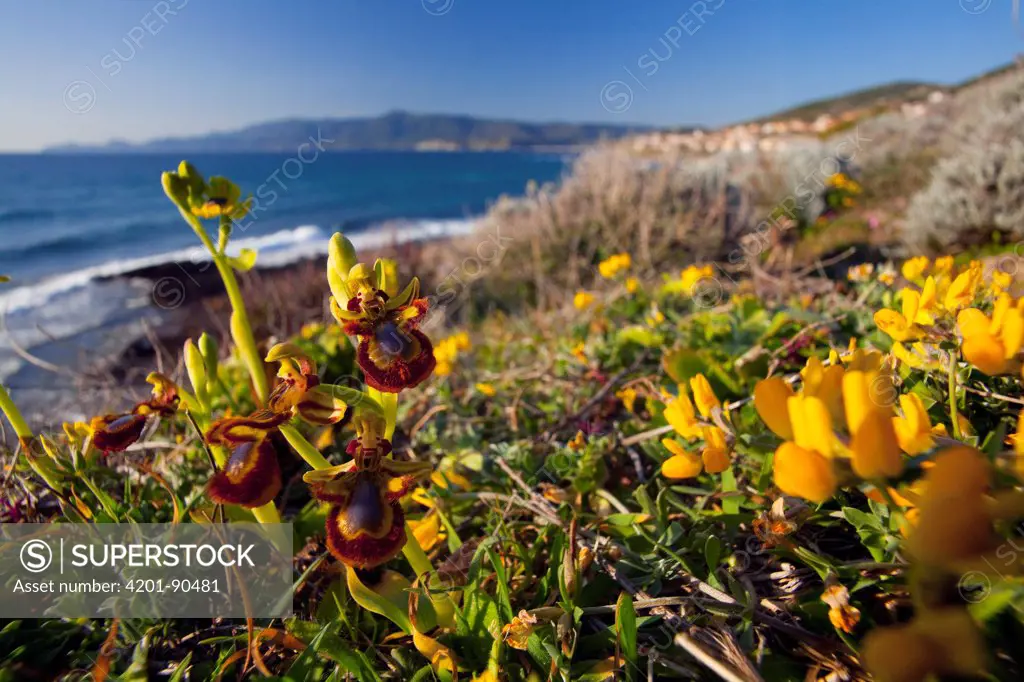 Mirror Orchid (Ophrys speculum) flowering along coast mimick female bees, Sardinia, Italy
