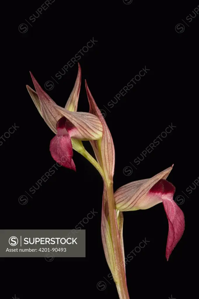 Tongue Orchid (Serapias lingua) flowers, Sardinia, Italy