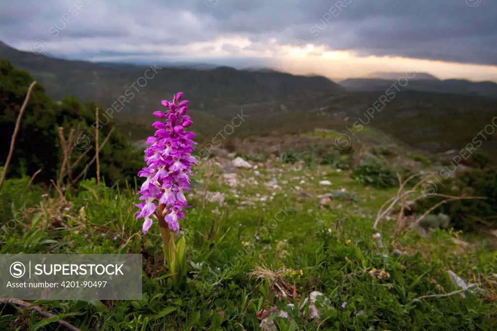 Early Purple Orchid (Orchis mascula) flowering in alpine meadow, Sardinia, Italy