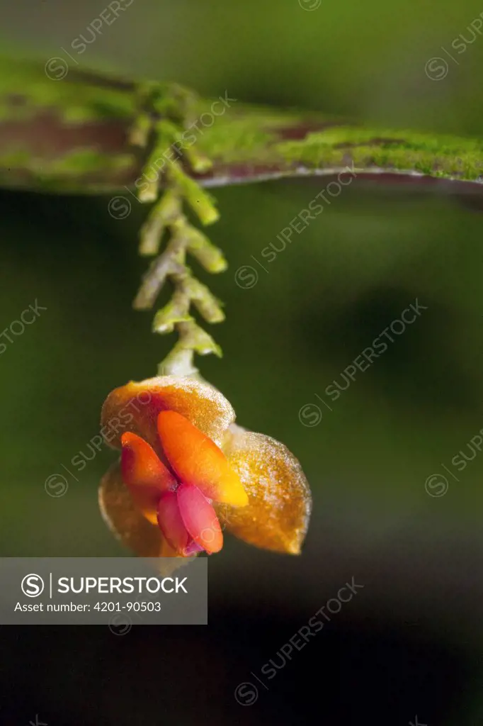 Orchid (Lepanthes sp) flower, Finca Dracula Orchid Sanctuary, western Panama