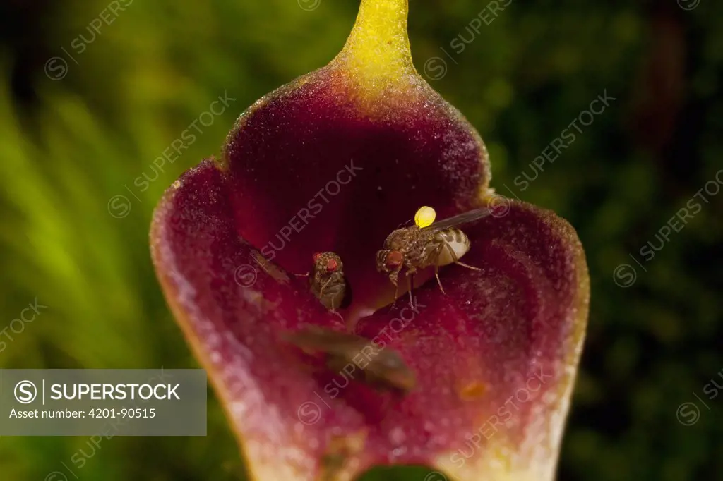 Orchid (Masdevallia sp) flower being pollinated by tiny carrion flies which are attracted to the flower by its foul smell, one is carrying a pollinium, Finca Dracula Orchid Sanctuary, western Panama