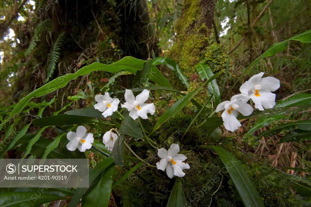 Orchid (Ticoglossum oerstedii) flowering at the base of oak trees in rainforest, La Amistad International Park, western Panama