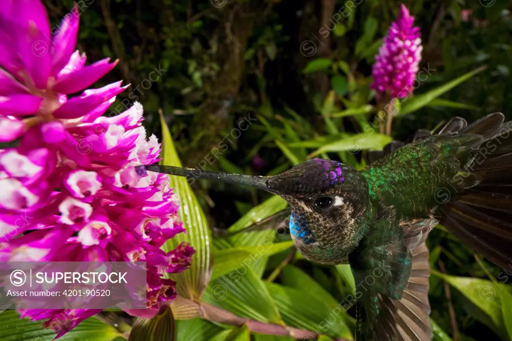 Orchid (Elleanthus sp) flower being pollinated by male Magnificent Hummingbird (Eugenes fulgens), Finca Dracula Orchid Sanctuary, Panama