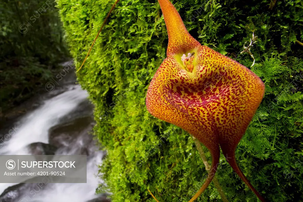 Orchid (Masdevallia regina) flowering near stream attracts carrion fly pollinators with rotting aroma, Panama