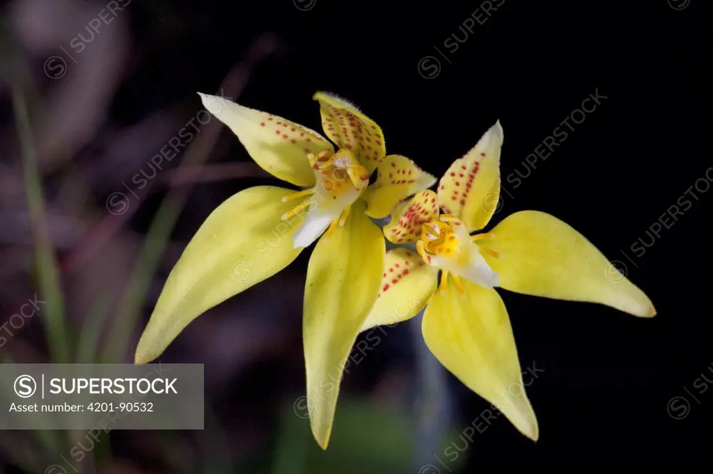 Cowslip Orchid (Caladenia flava) flowers, western Australia