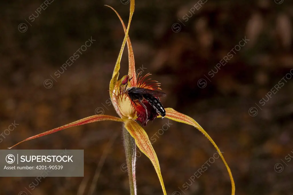 King Spider Orchid (Caladenia pectinata) flower being visited by male parasitic wasp which is attracted to the flower by faux female wasp pheromone, western Australia