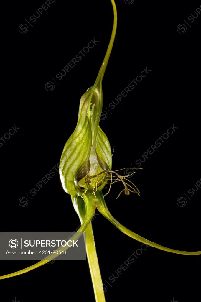 Bearded Greenhood (Pterostylis barbata) flower, western Australia