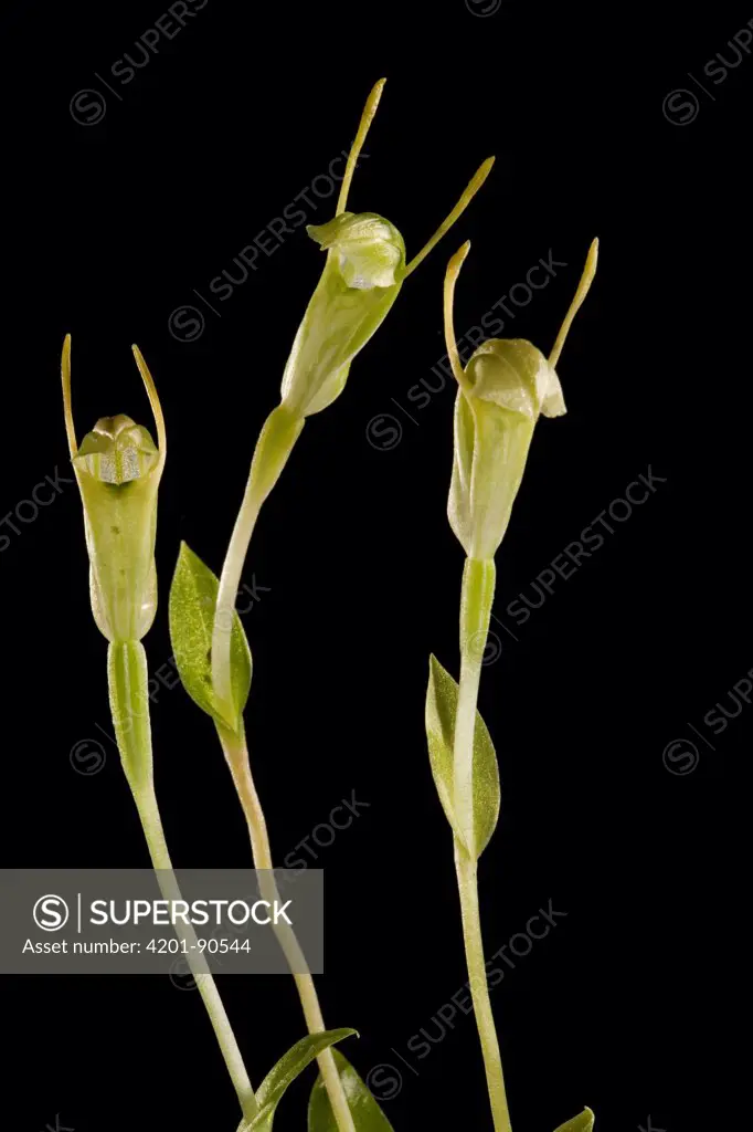 Greenhood (Pterostylis sp) flowers, western Australia