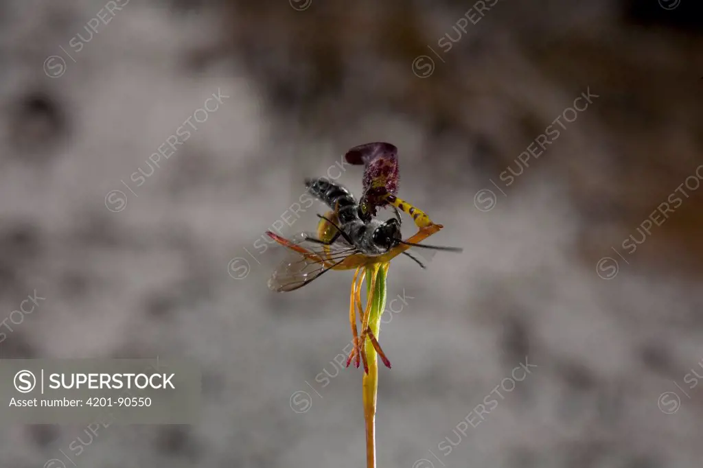 Warty Hammer Orchid (Drakaea livida) flower produces faux female parasitic wasp pheromone to attract male wasps, western Australia