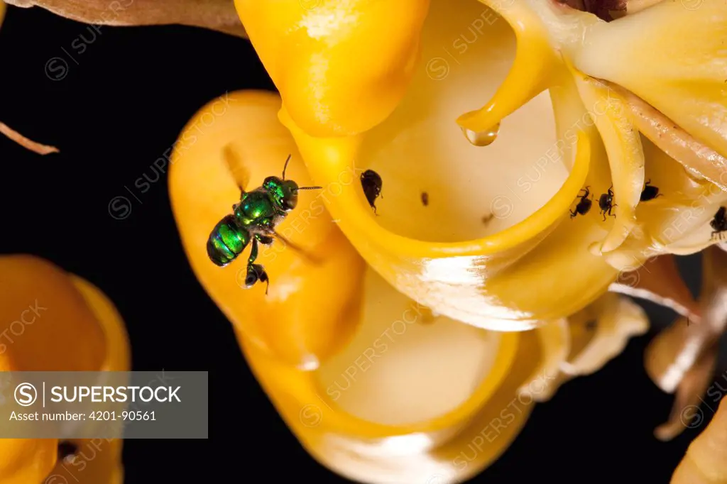 Bucket Orchid (Coryanthes panamensis) flower attracting male Bee (Apidae) with sweet scent, Gamboa, central Panama