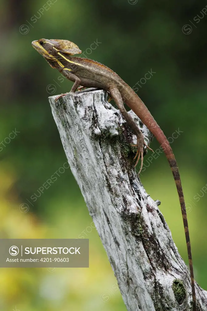Jesus Christ Lizard (Basiliscus vittatus), Selva Verde, Costa Rica