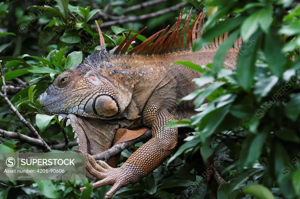 Green Iguana (Iguana iguana), Selva Verde, Costa Rica