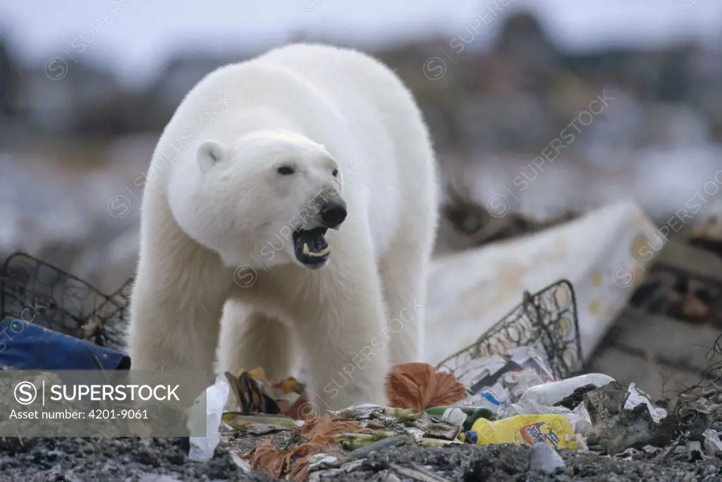Polar Bear (Ursus maritimus) scavenging in garbage dump, Churchill, Manitoba, Canada