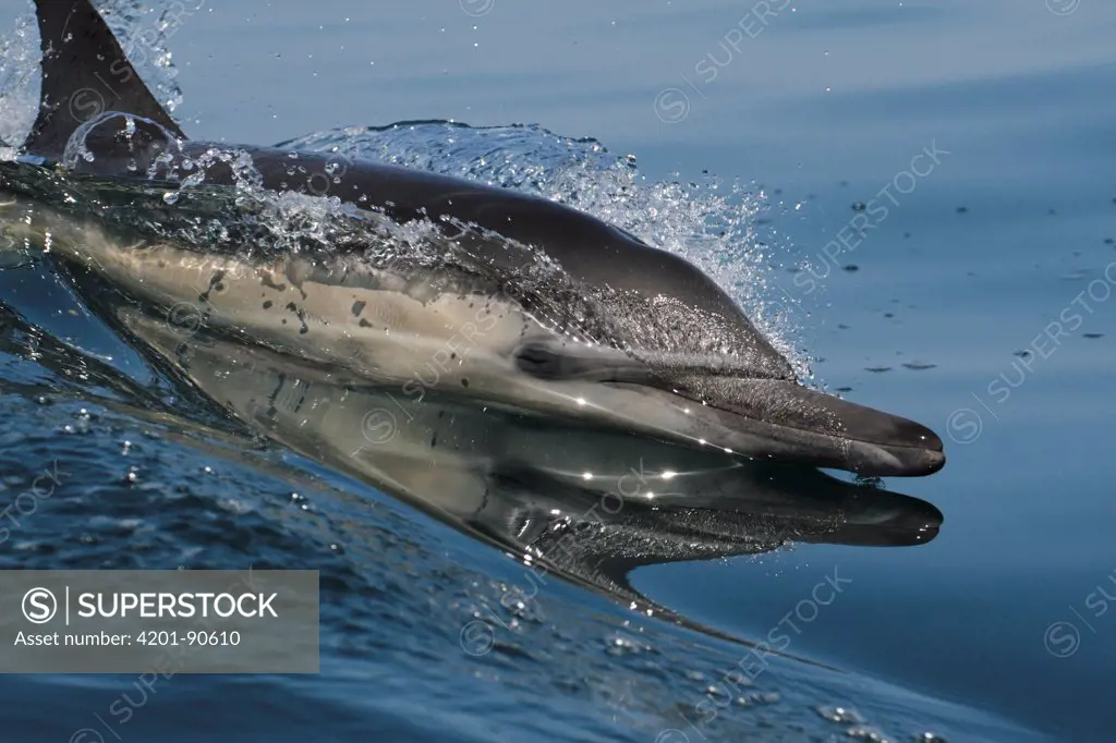 Common Dolphin (Delphinus delphis) surfacing, Channel Islands, California