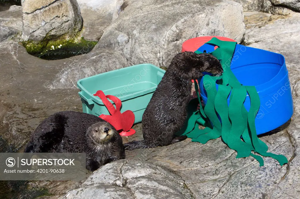 Sea Otter (Enhydra lutris) surrogate mother and orphaned pup playing with enrichment toys, Monterey Bay Aquarium, California