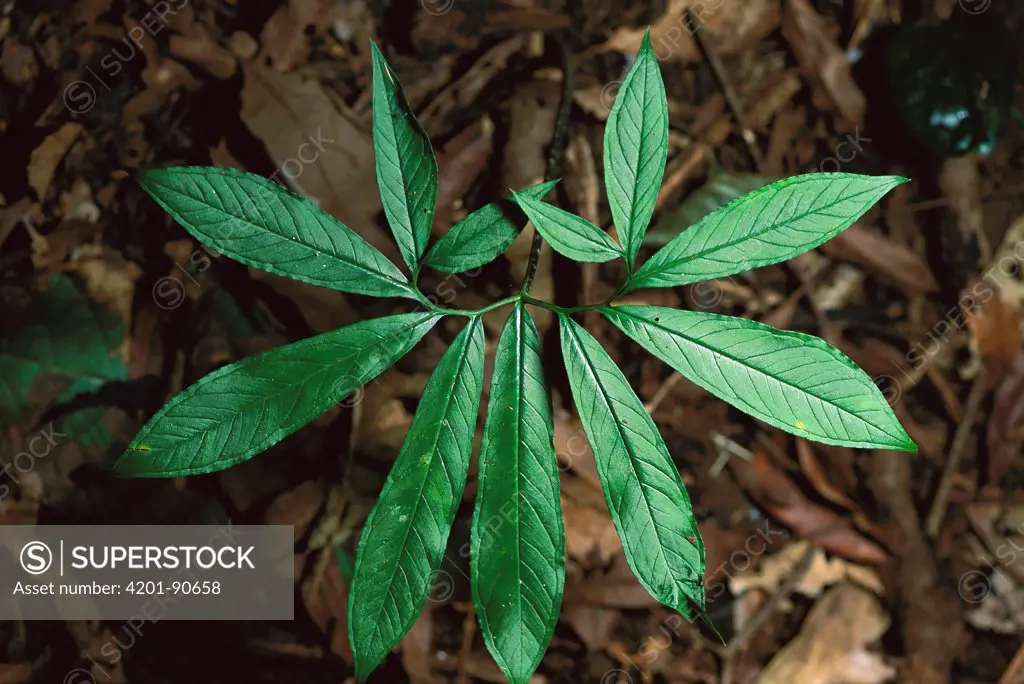 Belembe Silvestre (Xanthosoma helleborifolium) compound leaf with leaflets arranged in a double spiral, Barro Colorado Island, Panama