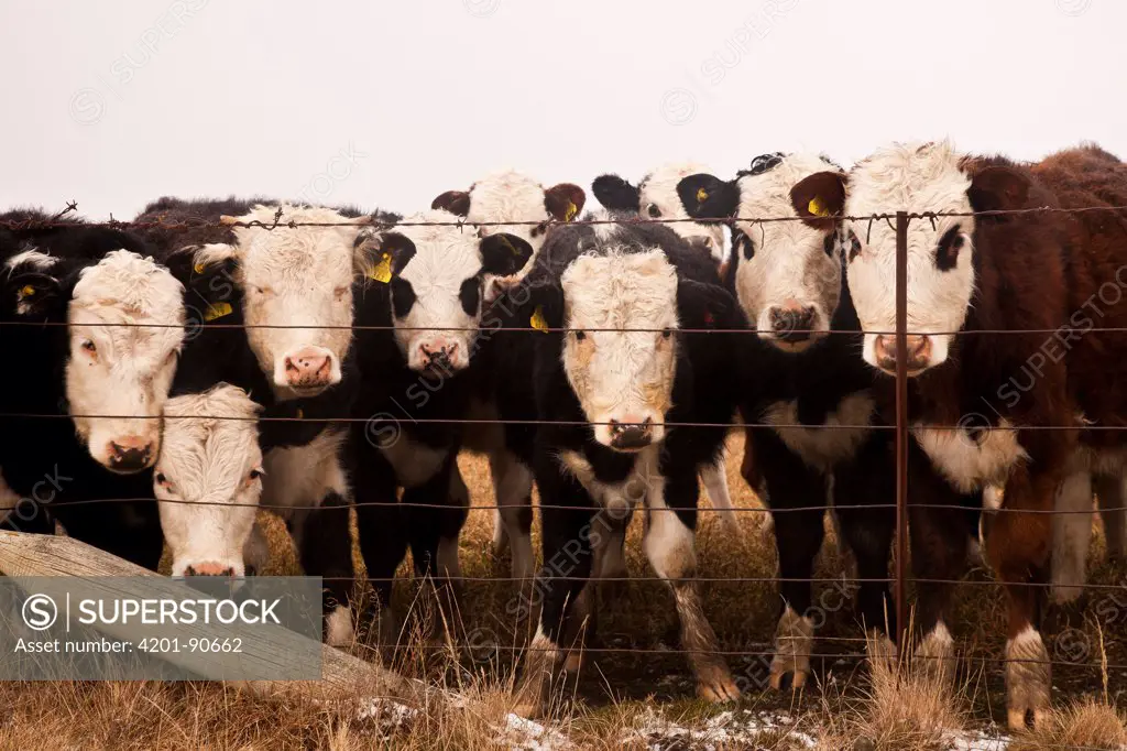 Domestic Cattle (Bos taurus) group peering through fence, central Otago, New Zealand