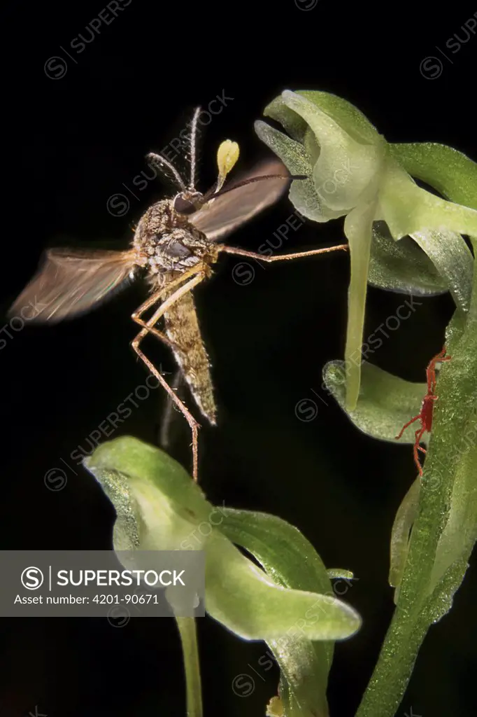 Mosquito (Aedes sp) feeding on Small Northern Bog Orchid (Platanthera obtusata) flower, Ely, Minnesota
