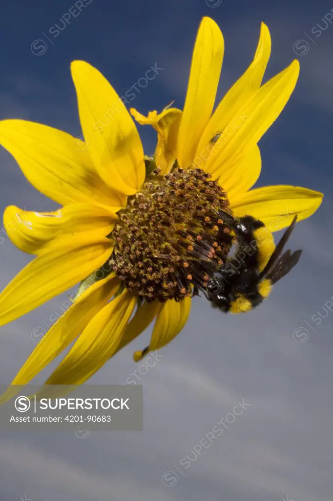 Bumblebee (Bombus sp) feeding on sunflower nectar near Sonoita, Arizona