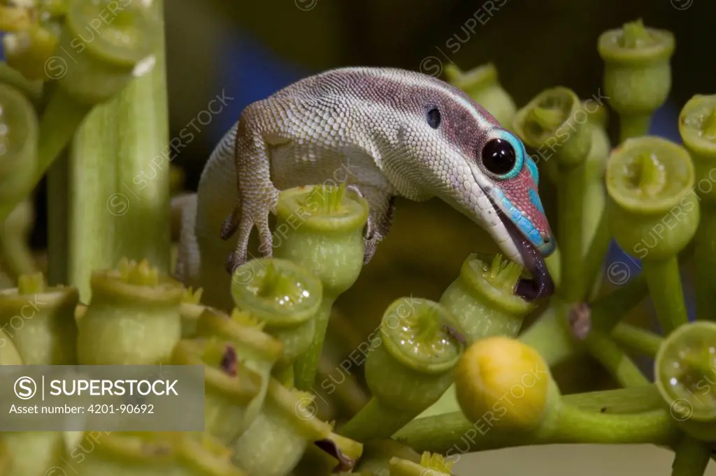 Ornate Day Gecko (Phelsuma ornata) feeding on nectar from Bois Boeuf (Gastonia mauritiana) blossoms, Mauritius
