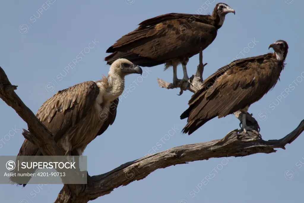 White-backed Vulture (Gyps africanus) and two juveniles, Hwange National Park, Zimbabwe