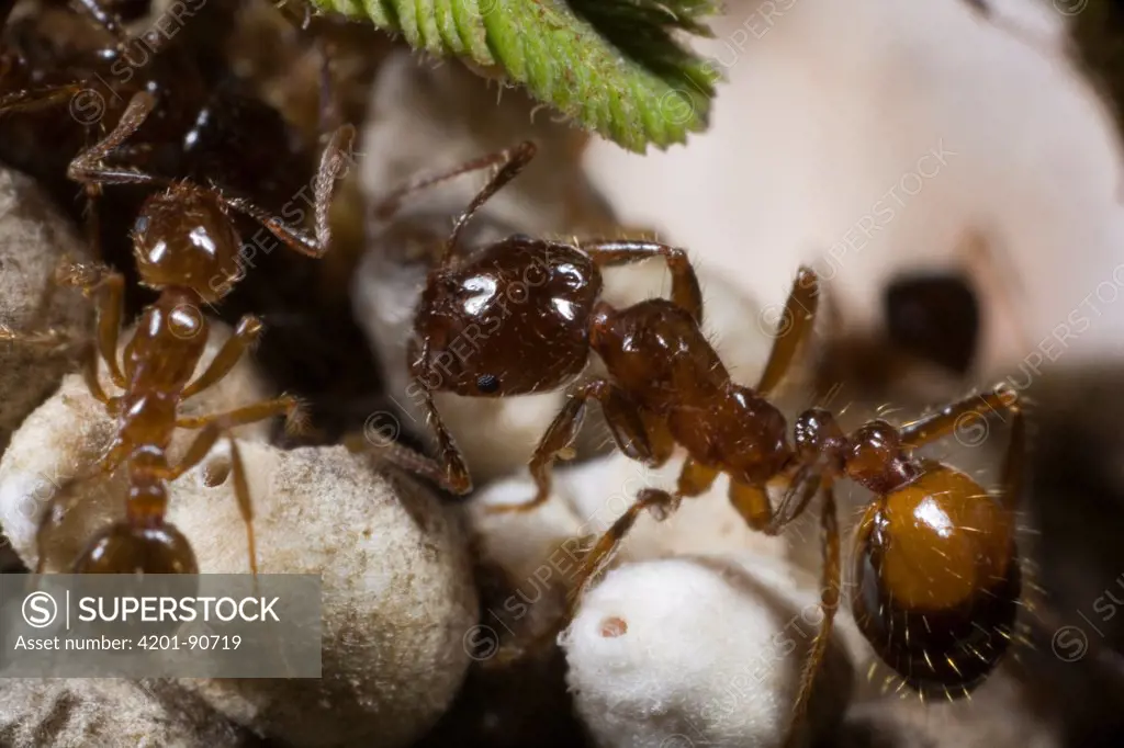 Red Imported Fire Ant (Solenopsis invicta) pair tending scale insects, Parana River, Argentina
