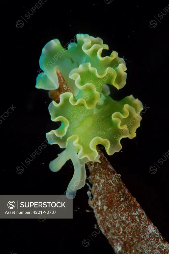 Lettuce Sea Slug (Elysia crispata), Bastimentos Marine National Park, Bocas del Toro, Panama