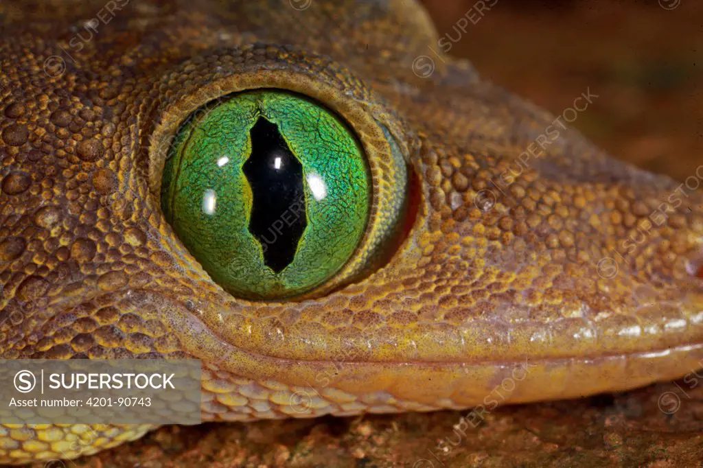 Green-eyed Gecko (Gekko smithi) with pupil fully opened, Lambir Hills National Park, Sarawak, Malaysia