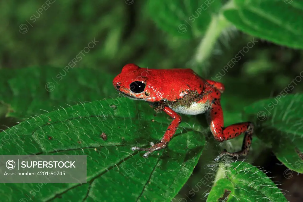 Strawberry Poison Dart Frog (Oophaga pumilio) red morph, Bastimentos National Marine Park, Bocas del Toro, Panama