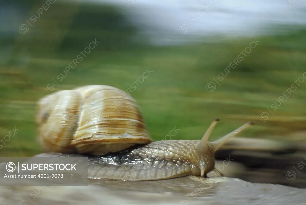 Edible Snail (Helix pomatia) in motion, Germany